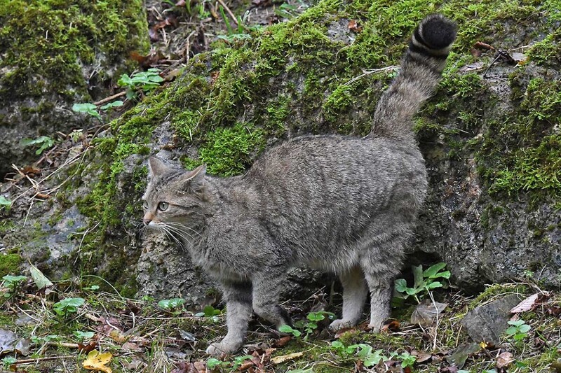 8333.jpg (408.36 KiB) 16118 mal betrachtet 8333.jpg